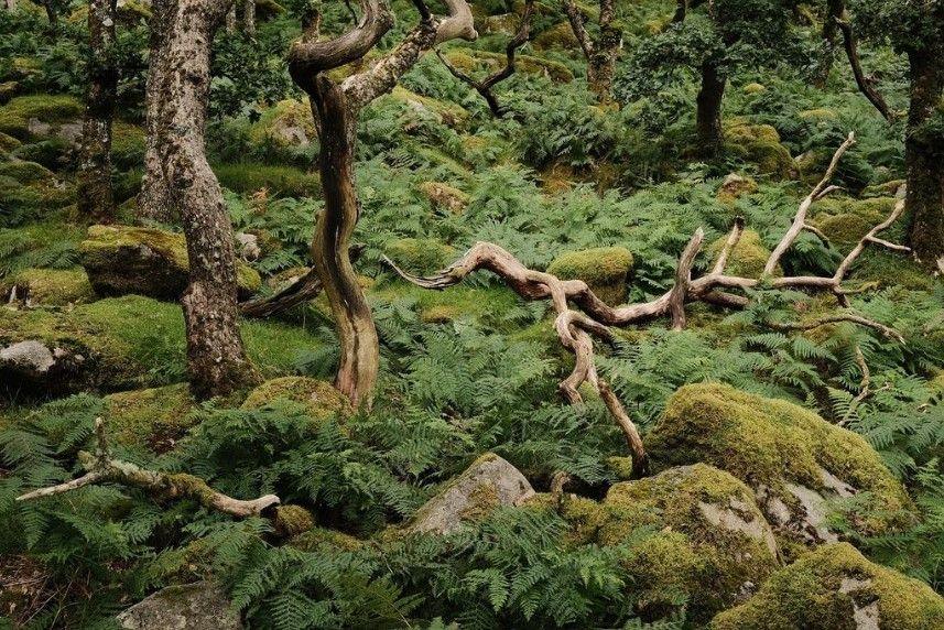 The photo shows spirals of tree branches on the floor of Dartmoor National Park. The ground is covered in foliage and there are a number of trees in this green, woodland scene