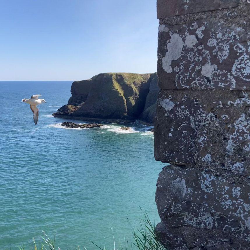 Seagull mid-flight against a backdrop of blue sea and sky, next to the wall of a castle.