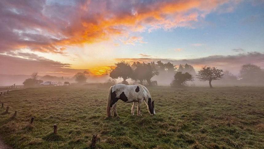 A white horse with black patches grazes on the grass at Rodborough Common. The sky has orange and pink hues as the photograph is taken just after dawn.