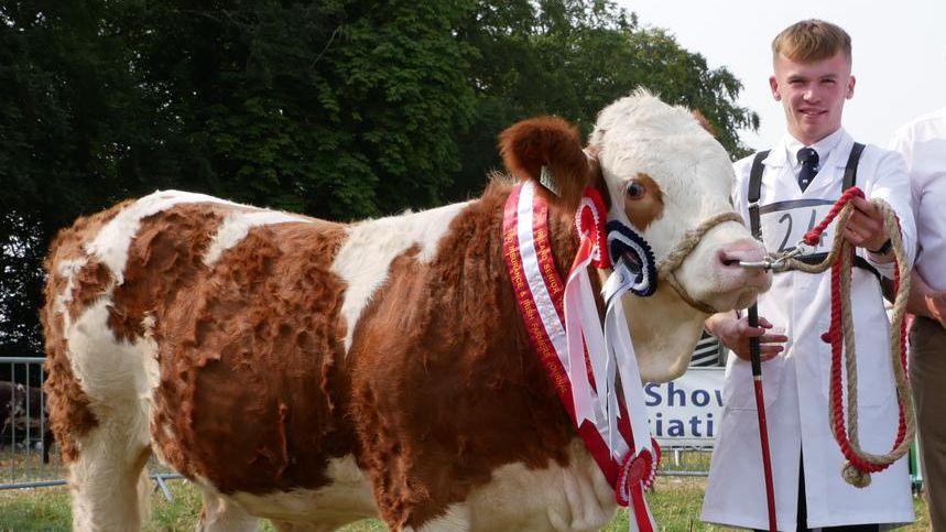 a cow wearing three rosettes, with writing just visible on a sign behind it saying "show". A young man in a shirt, tie and long white coat is holding a rope the cow is tethered to and smiling. He looks proud