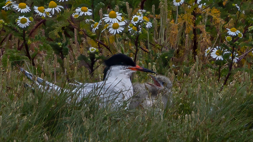 A roseate tern, a white seabird sitting next to a grey fluffy chick with daisies in the background.