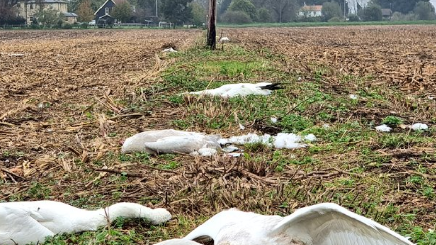 Number of dead swans strewn in farmland field in the Fens