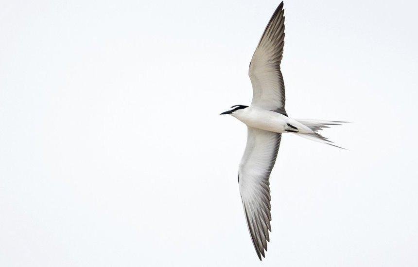 Bridled Tern on the Ecrehous