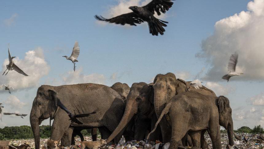 A photograph of a herd of elephants huddled together with birds of prey swarming above them 