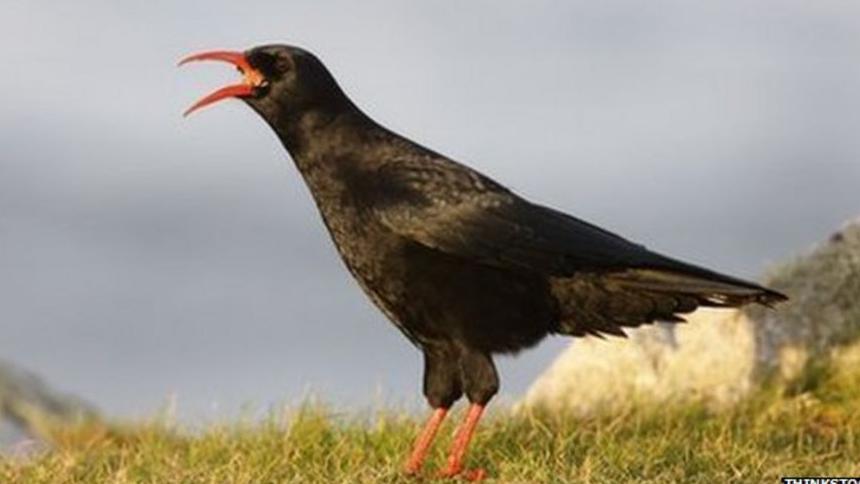 A red-billed chough. A small bird, entirely black feathered, with red feet and a red bill. The bill is open. The bird is stood on short green and brown grass. In the background to the right is a cream cliff. The sky is grey