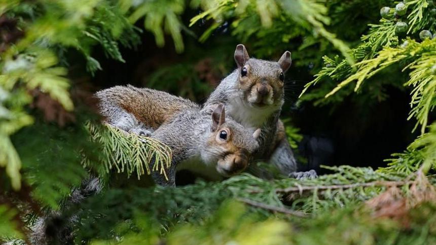 Two grey squirrels peek through a gap in the trees