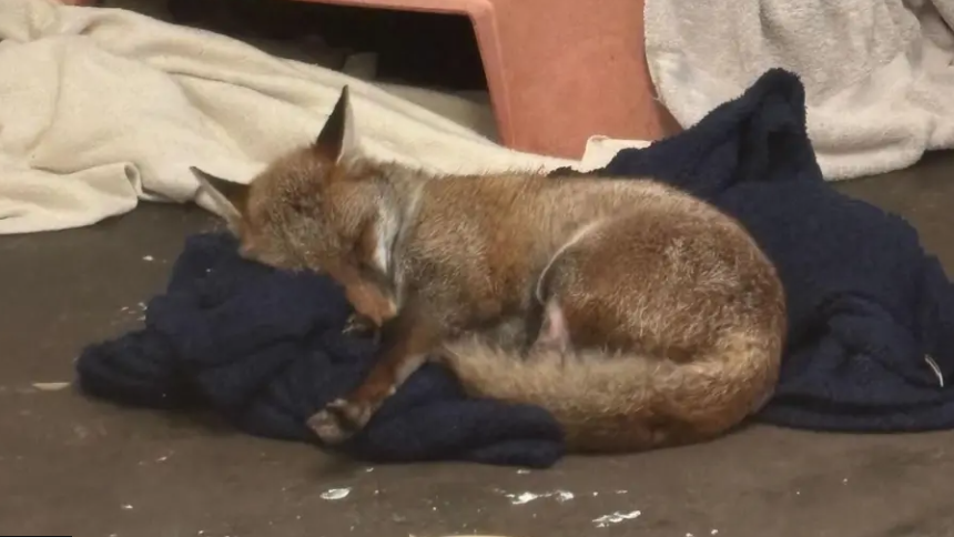 A small female fox lying asleep on a blue blanket.