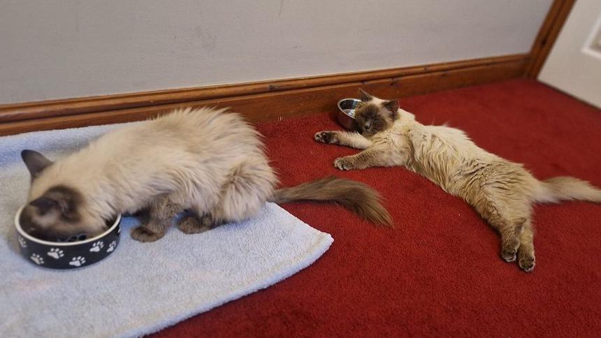 Two of the cats on a bright red carpet. One is eating out of a bowl with paw prints on it, the other is lying down in front of a water bowl.
