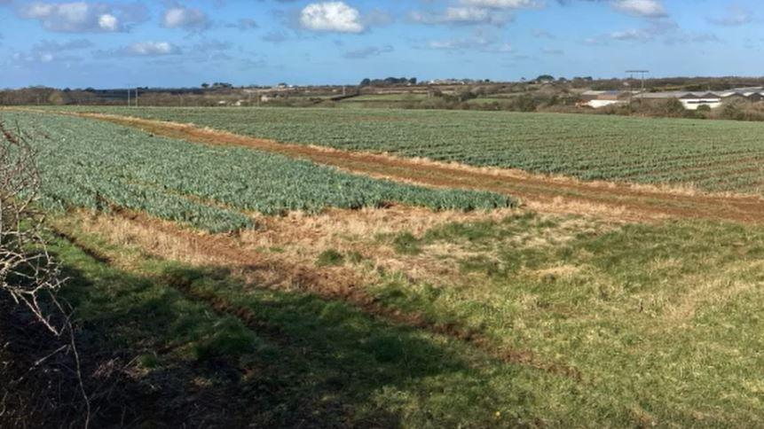 Green agricultural fields that stretch far into the distance. There is a mud track running through the centre of an image.