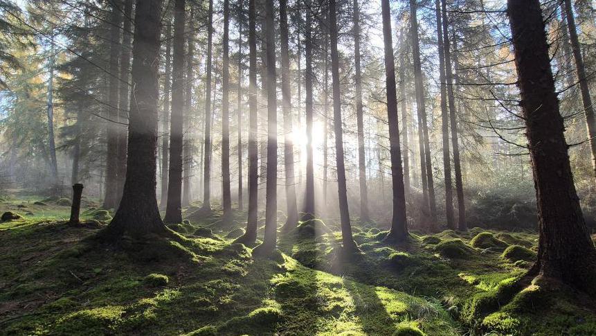 Rays of sunlight pierce through tall pine trees onto a moss-covered forest floor.