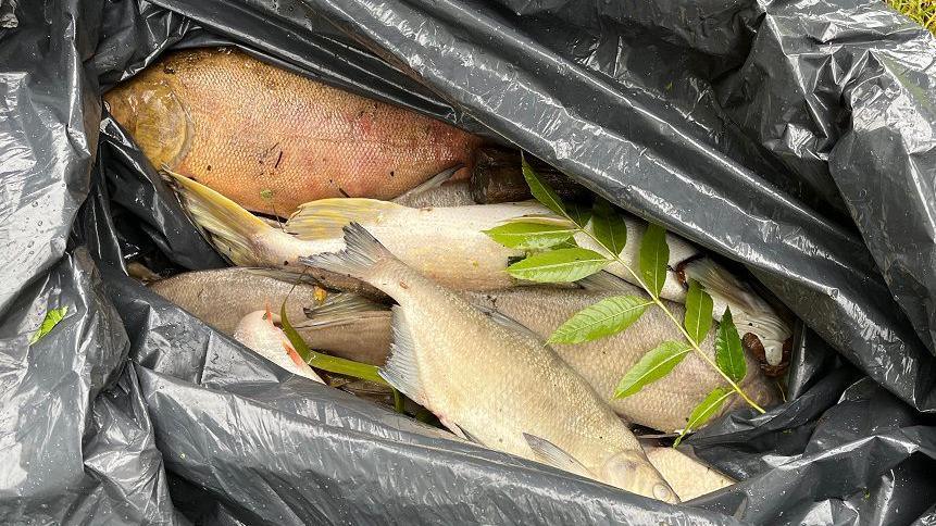 Dead fish in the bottom of a black bin bag.