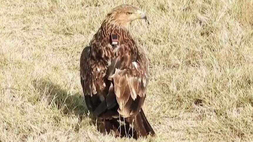Feliks the eastern imperial eagle rests on some grass after his release into the wild.