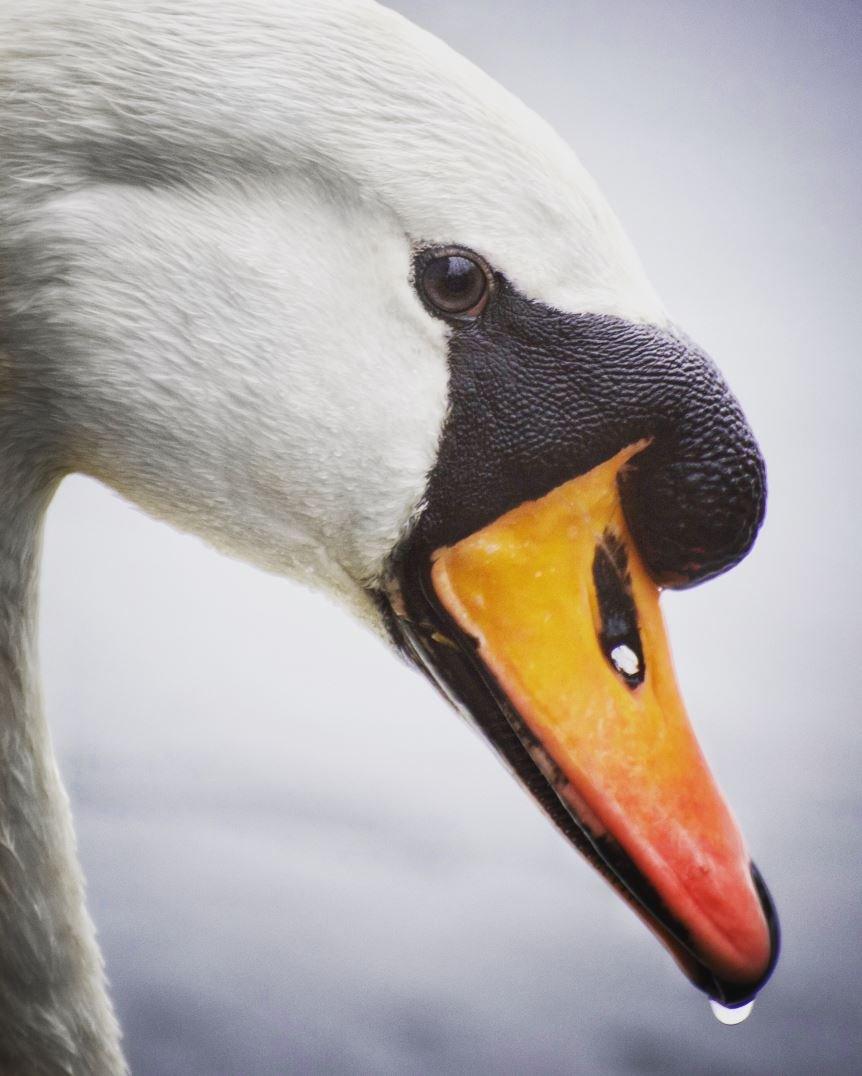 An inquisitive swan at Radley lakes