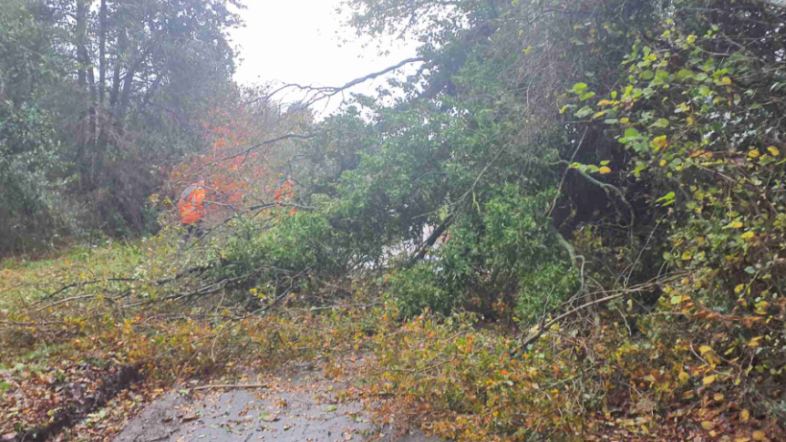 Tree branches and leaves block a country road. A person in high-vis orange jacket can just be seen behind the branches. It is daylight and the sky is grey.