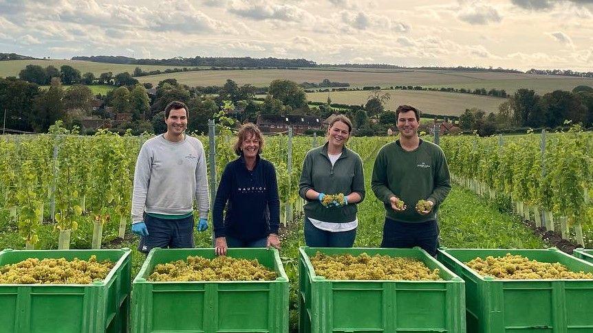 Two men and two women standing in a vineyard in front of large green boxes full of grapes