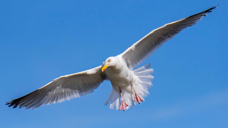 A herring gull with its wings spread in flight against a blue sky