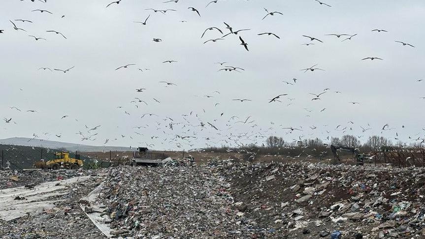 Large numbers of seagulls fly over the landfill site