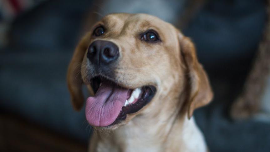 A young female Golden Labrador Retriever