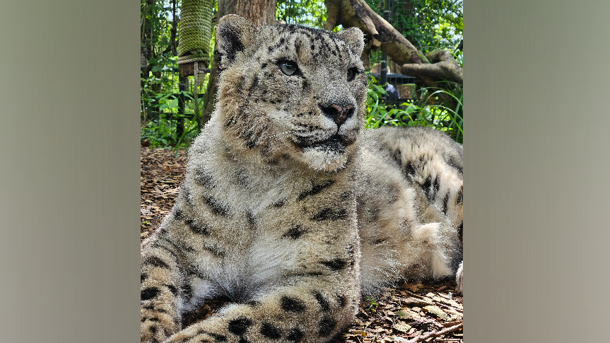 A snow leopard lying on the ground, which is covered in bark. There are trees behind it. 