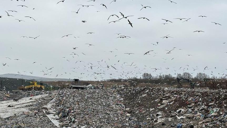 A large numbers of seagulls are flying over the landfill site where there are piles of rubbish.