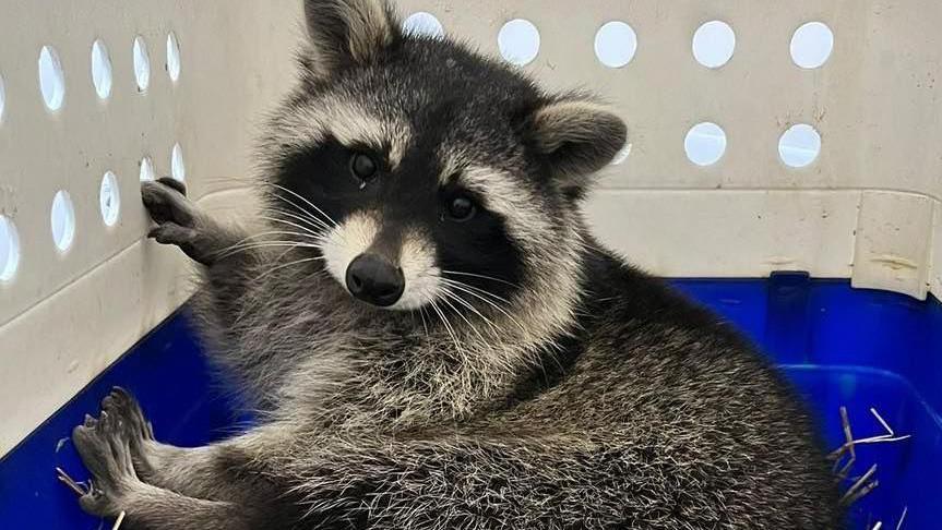 A raccoon in a blue and white box looking at the camera.