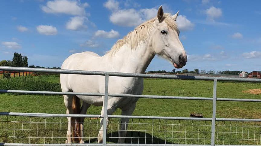 Bess is a white coloured horse with a white mane. She is pictured standing in a grass field with her head hanging over a metal fence.