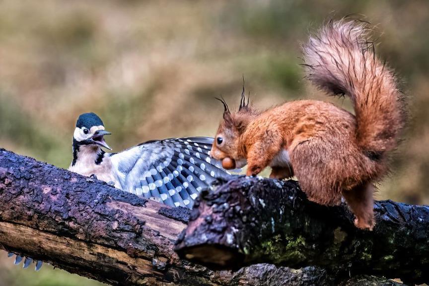 Woodpecker with beak open and wings outstretched, on a thick branch, looking at an approaching red squirrel with a nut in its mouth.