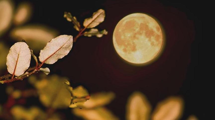 A close up of the supermoon. It has a golden glow and there is also a branch of a tree in focus. 