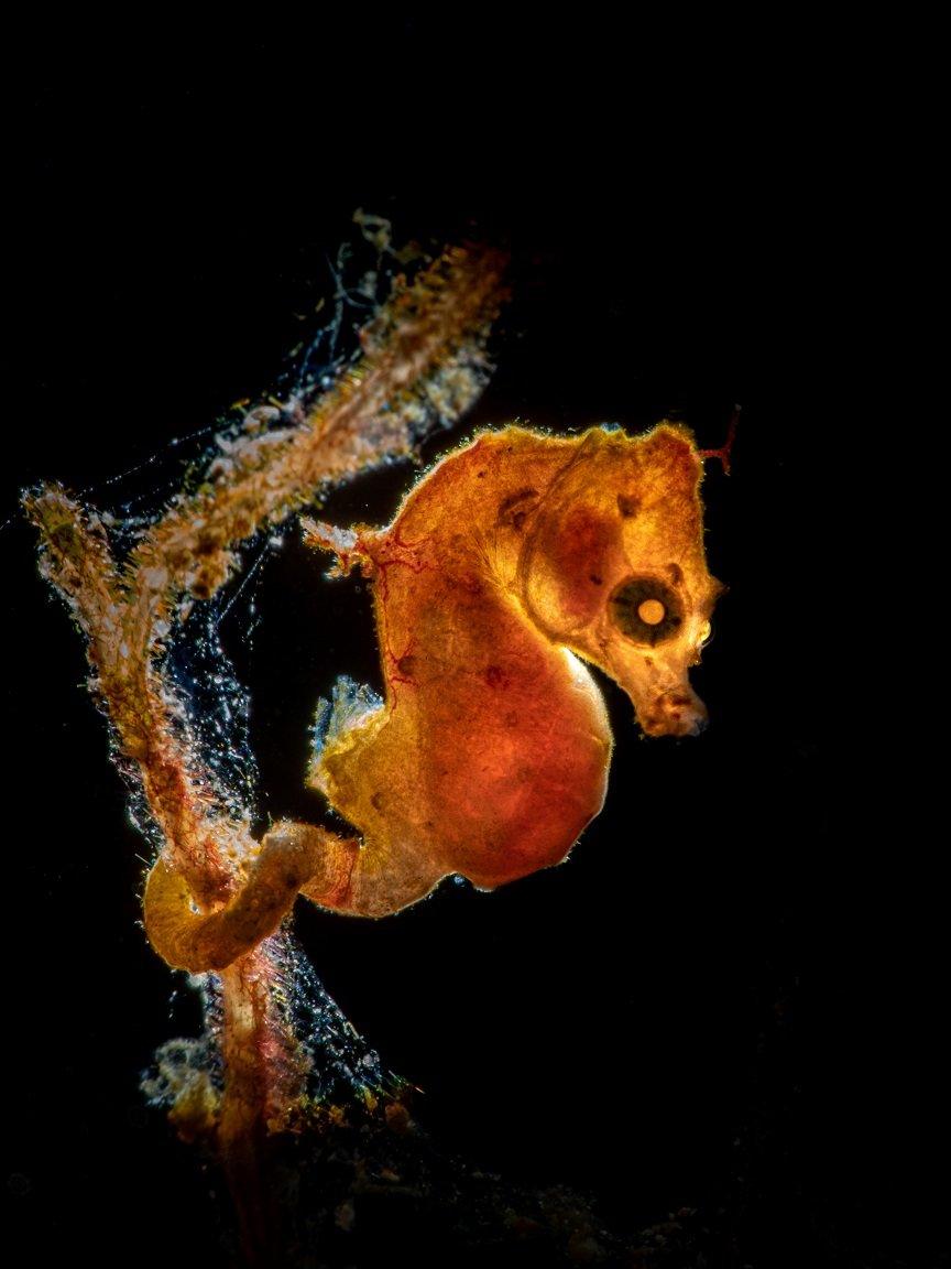 Pontohi pygmy seahorse