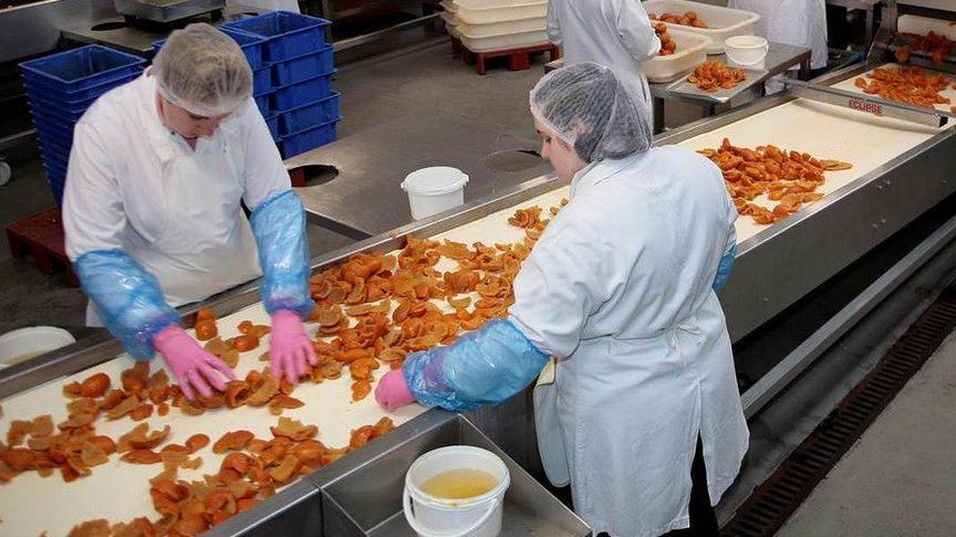 Fruit sorting on the factory line