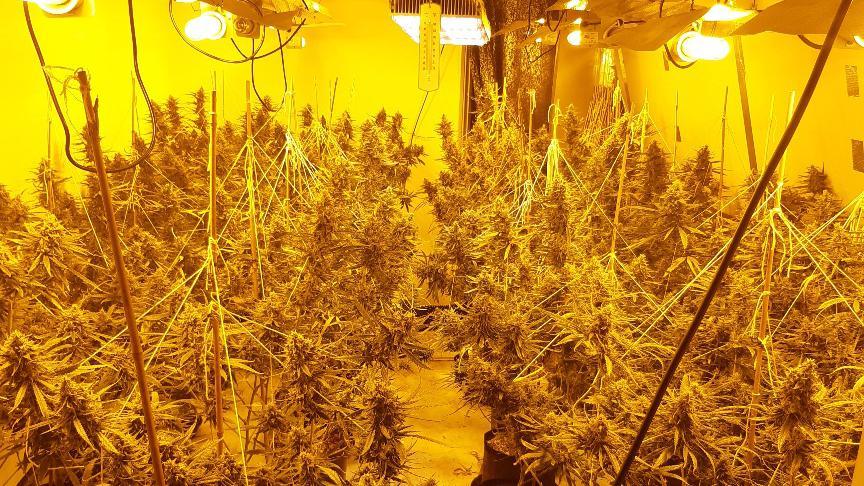 Cannabis farm