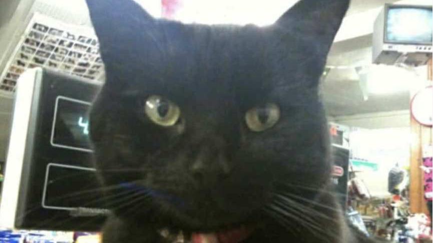 A blurry photo of a black cat looking at the camera. There is a till behind the cat and items in the shop behind. The cat is wearing a red collar