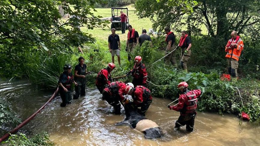 Five members of the Fire Service, in full waterproofs and helmets, help a cow out of a shallow river. Another nine people watch on, with a field in the background.