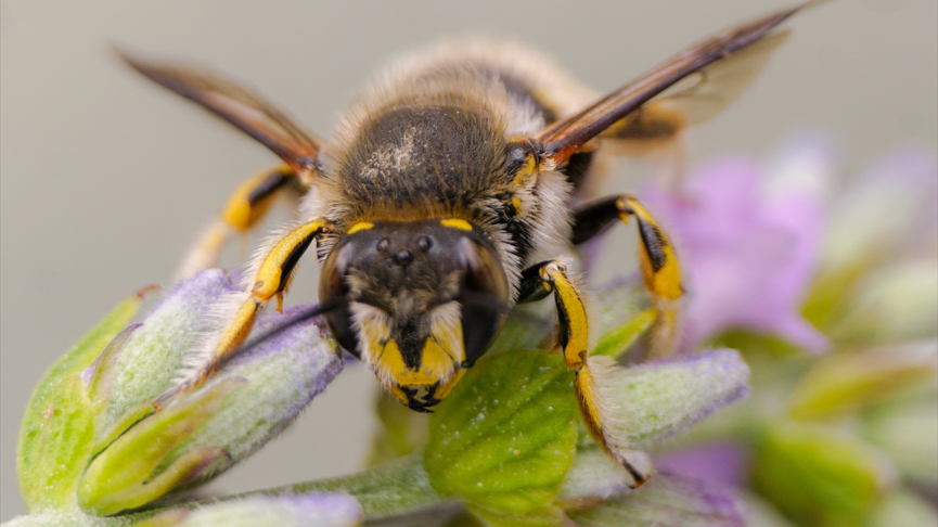 Wool carder bee, with yellow and black colouring, sitting on a plant with a purple flower.
