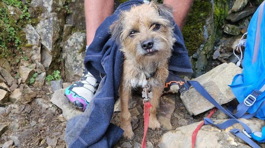 Teddy, a brown terrier-type dog, after he was rescued. He is being kept warm with a blue jacket and standing among some rocks.