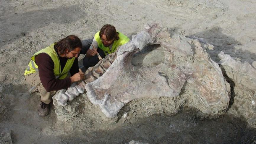 Two palaeontologists help to dig the dinosaur out in Spain