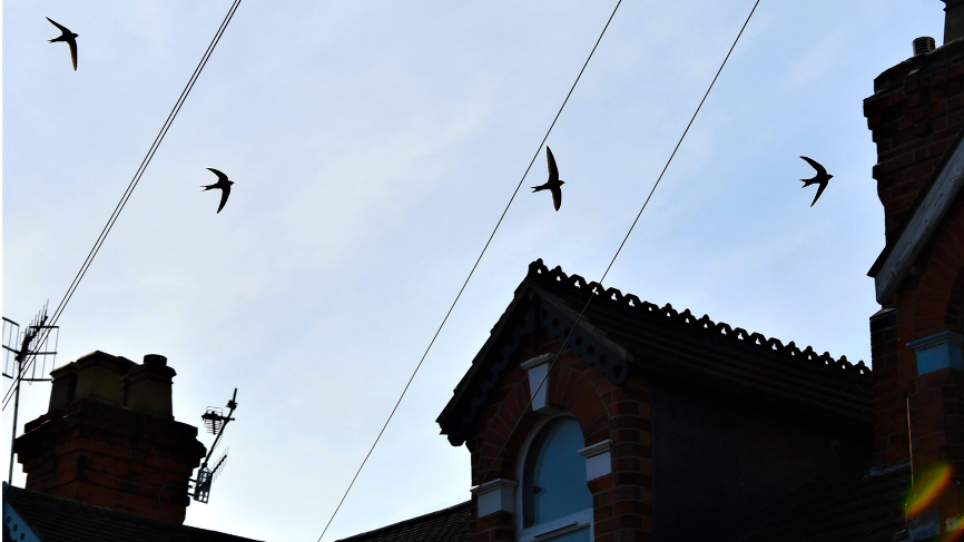 A flock of Swifts in Carrington, Nottingham