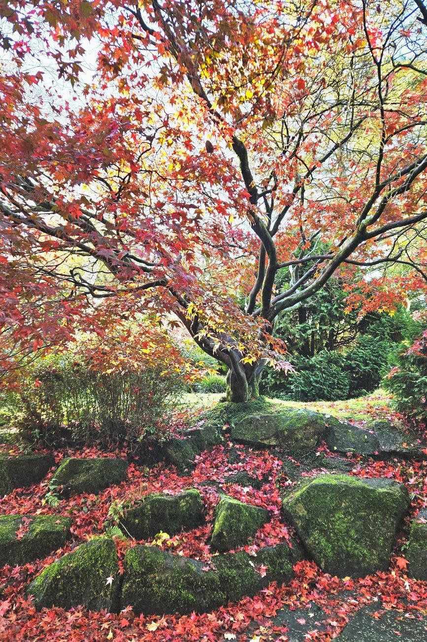 A tree with red leaves - underneath are large rocks.