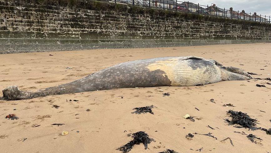 A large, grey and cream whale lying on the dry sand of a beach