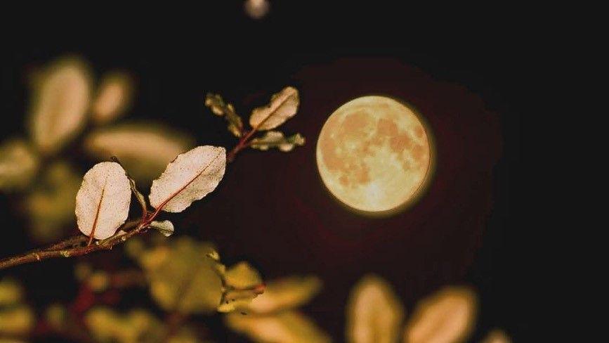 A glowing yellow supermoon, pictured behind a small branch with leaves. The background of the image is dark, the moon's light is making the branch glow. 