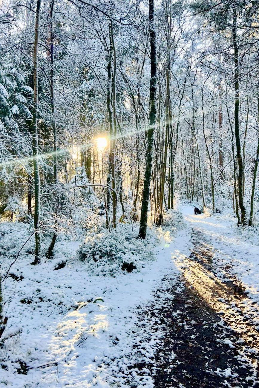 Sunlight splitting through snow-covered trees in a wood, with a snow-covered path, and a dog in the distance.