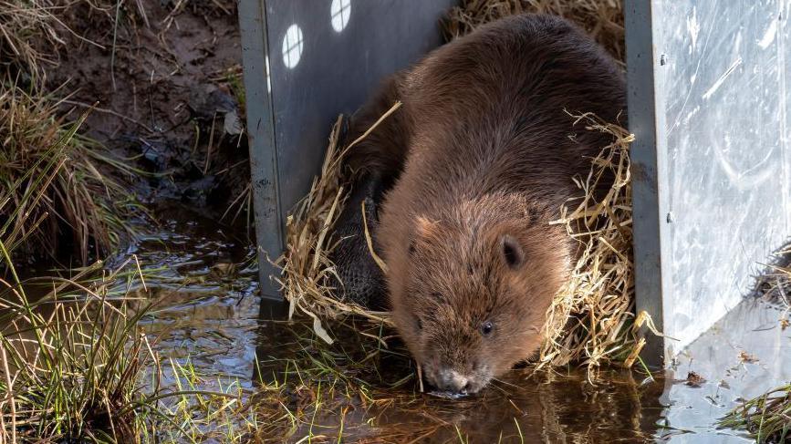 Male beaver