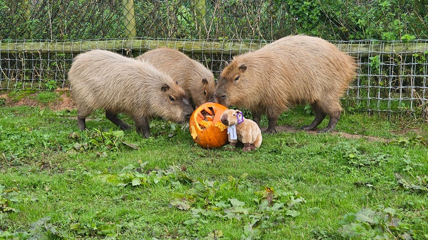 Cinnamon and her family inspect their pumpkin birthday cake they have been given in their enclosure