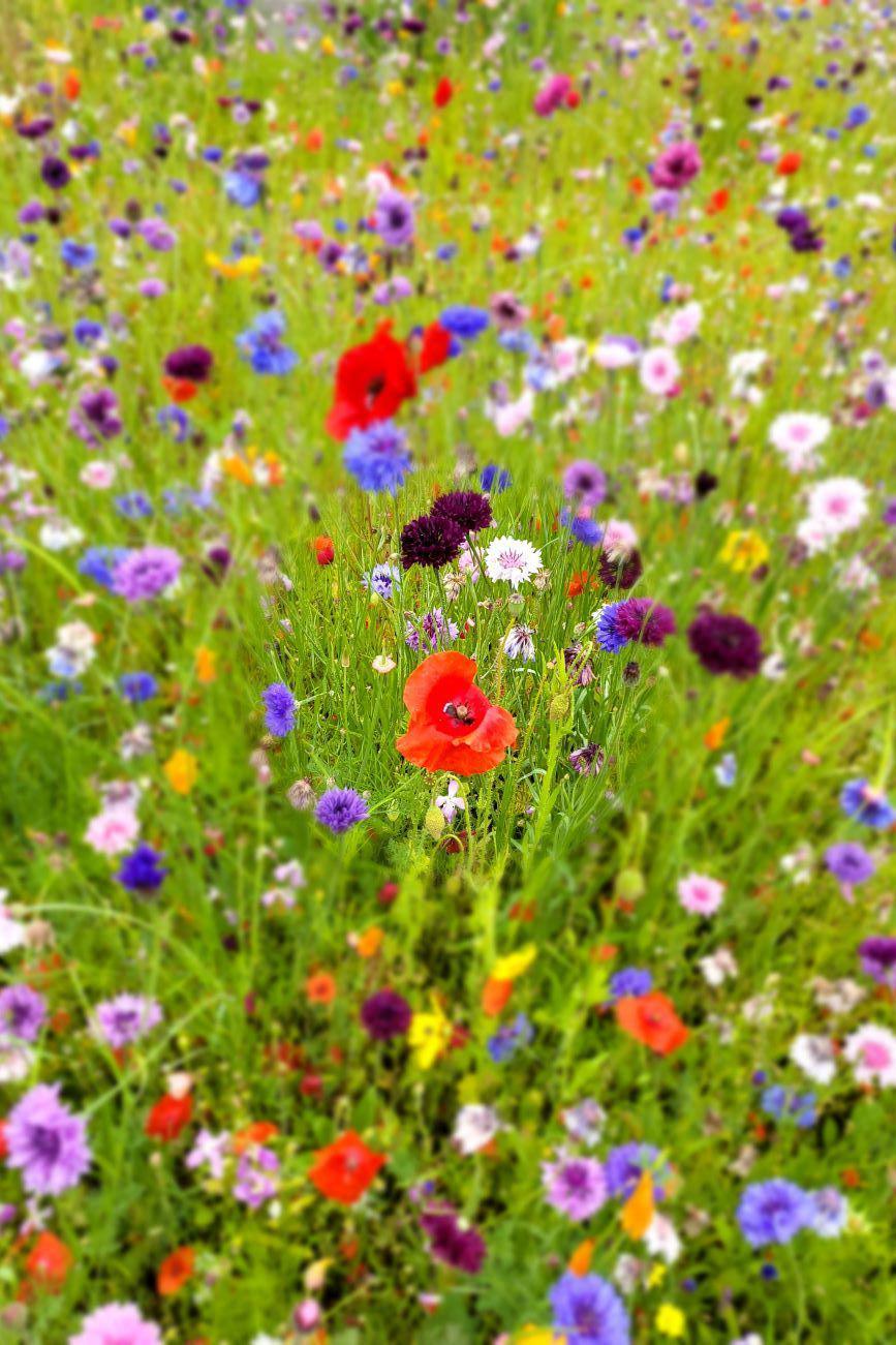 Bright wild flowers