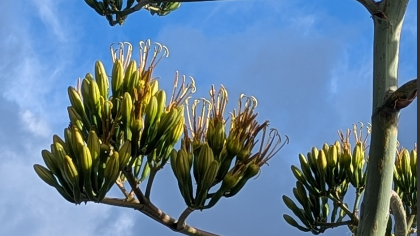 A large bushy plant with collections of buds at the end of long stems