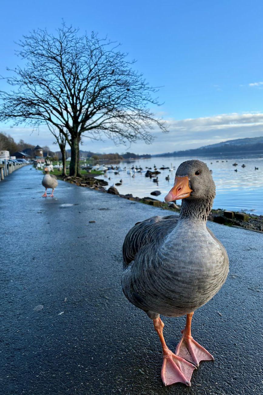 A Greylag goose close to the camera, on a path next to water, with a hillside in the distance.