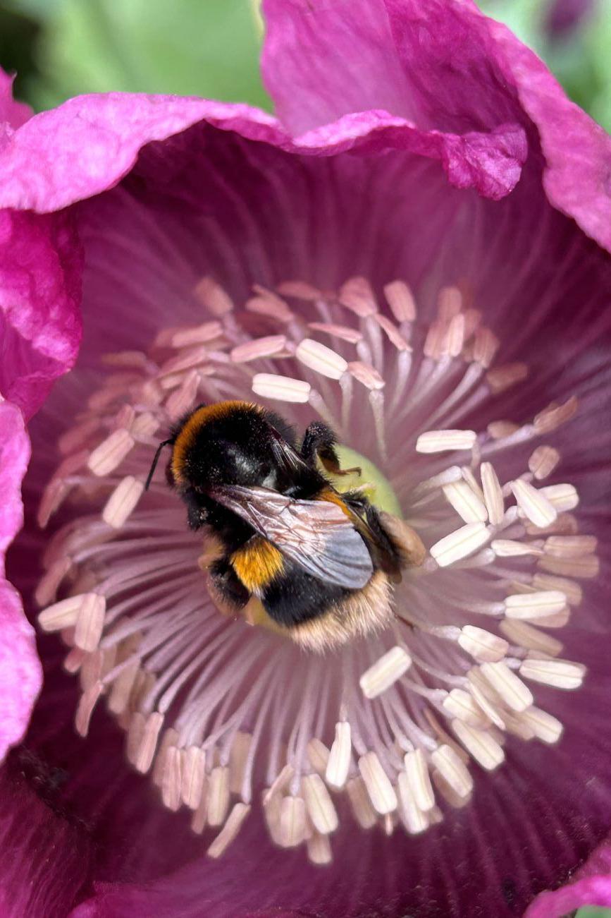 Bee in poppy