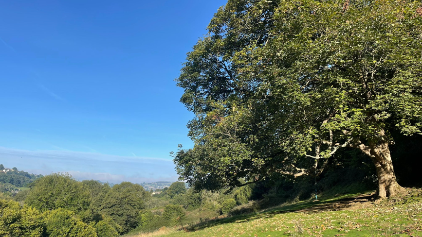 A large tree in the foreground with the valley stretching away in the distance and woodland