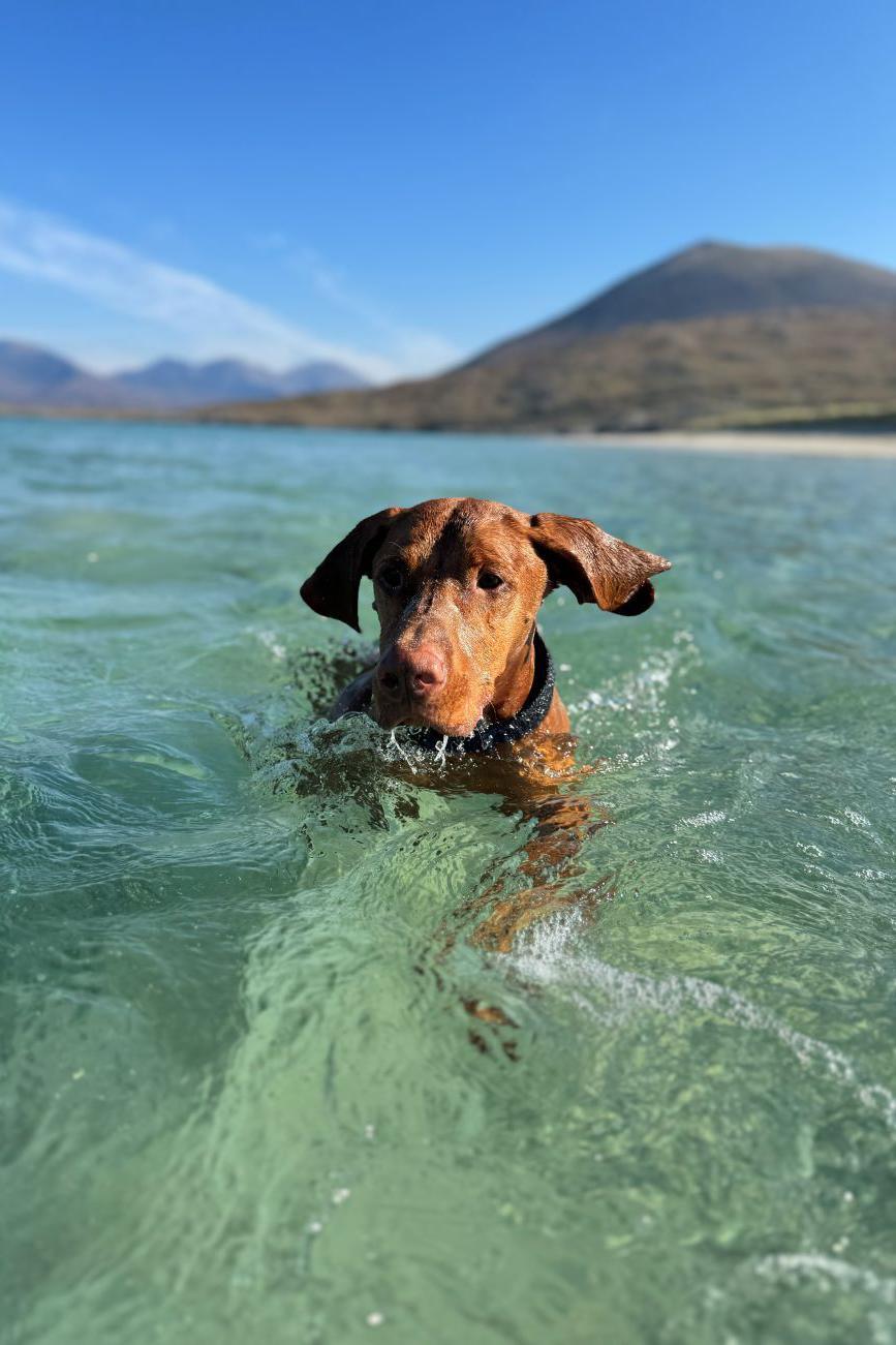 Dog swimming in clear sea water