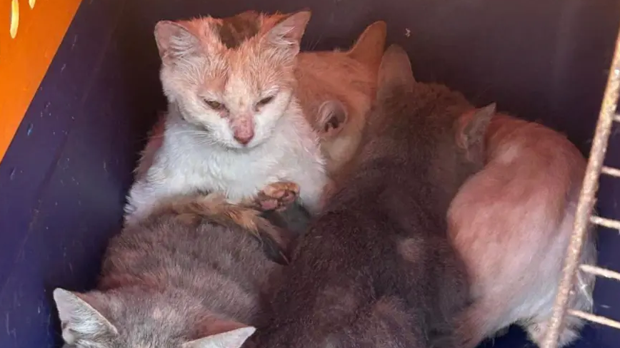 Four small cats in a cage with matted fur and crusted eyes